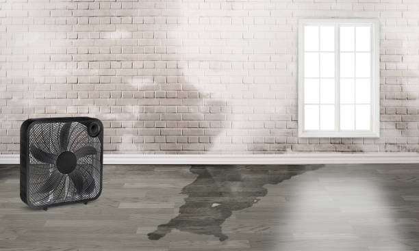 Best Local water damage restoration  in Fincastle, TN